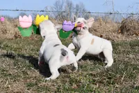 Minxy, a female French Bulldog for sale in Grove, OK – Photo 8 of 8
