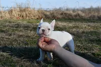 Minxy, a female French Bulldog for sale in Grove, OK – Photo 3 of 8
