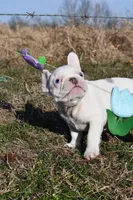 Minxy, a female French Bulldog for sale in Grove, OK – Photo 6 of 8