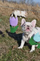 Minxy, a female French Bulldog for sale in Grove, OK – Photo 1 of 8