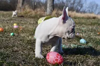 Minxy, a female French Bulldog for sale in Grove, OK – Photo 5 of 8