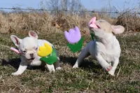 Minxy, a female French Bulldog for sale in Grove, OK – Photo 7 of 8