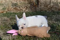 Minxy, a female French Bulldog for sale in Grove, OK – Photo 4 of 8