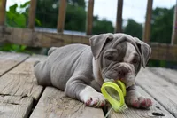 Pepper, a female English Bulldog and Olde English Bulldogge for sale in Grove, OK – 6 of 10