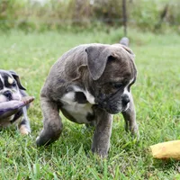 Lexi, a female English Bulldog and Olde English Bulldogge for sale in Grove, OK – 5 of 10