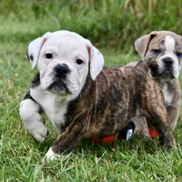 Lola, a female English Bulldog and Olde English Bulldogge for sale in Grove, OK – 6 of 10