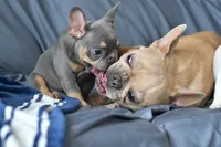 Luna, a female French Bulldog for sale in Grove, OK – Photo 7 of 8