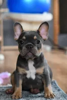 Luna, a female French Bulldog for sale in Grove, OK – Photo 5 of 8