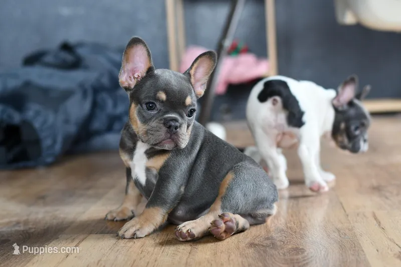 Luna – French Bulldog puppy for sale in Grove, OK