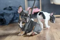 Luna, a female French Bulldog for sale in Grove, OK – Photo 1 of 8