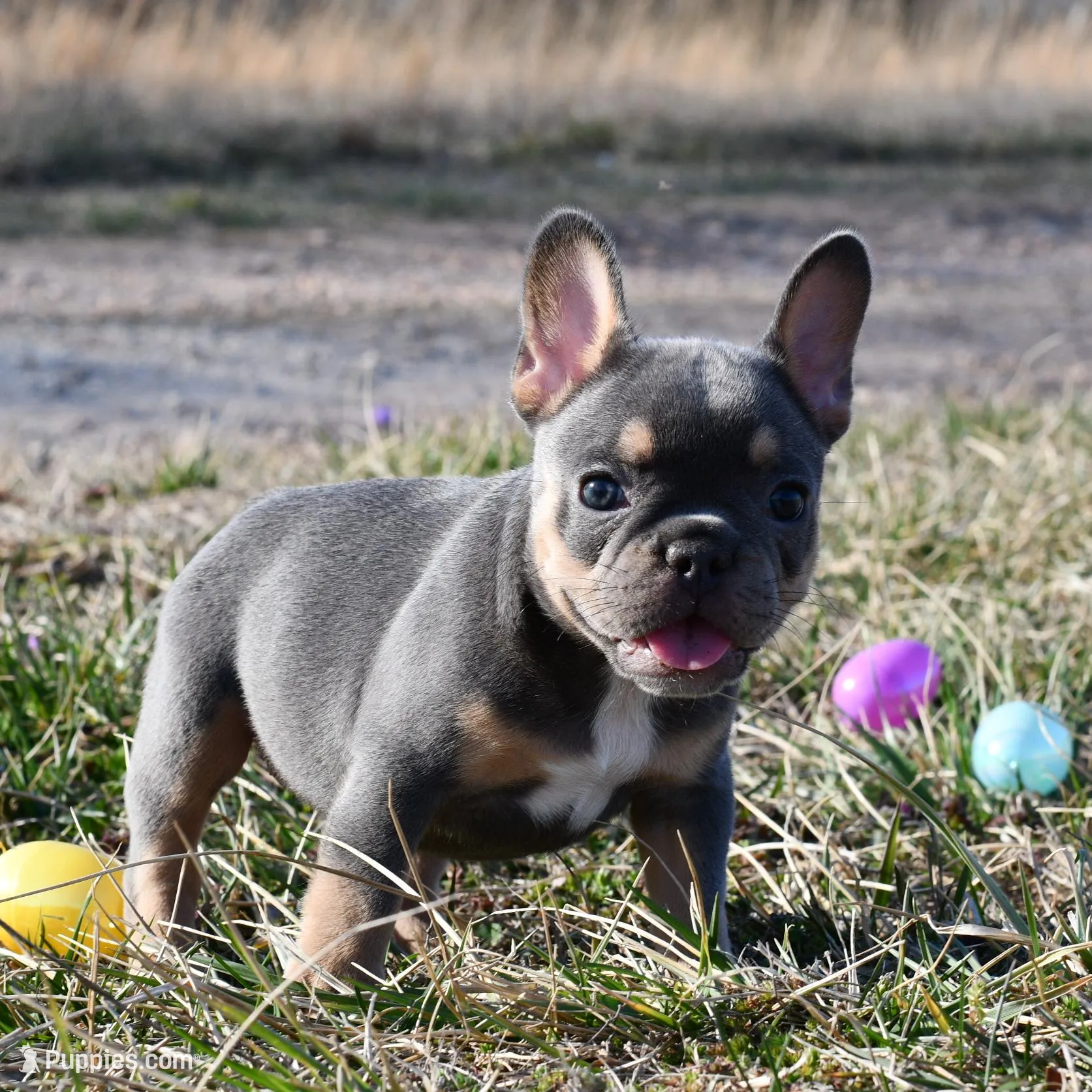 Luna, a female French Bulldog for sale in Grove, OK – Photo 1 of 6