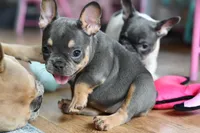 Luna, a female French Bulldog for sale in Grove, OK – Photo 3 of 8