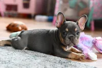 Luna, a female French Bulldog for sale in Grove, OK – Photo 4 of 8