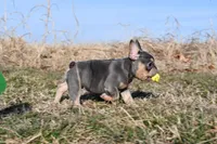 Luna, a female French Bulldog for sale in Grove, OK – Photo 2 of 6