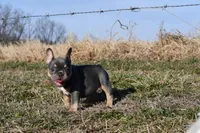 Luna, a female French Bulldog for sale in Grove, OK – Photo 5 of 6