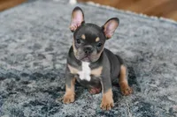 Luna, a female French Bulldog for sale in Grove, OK – Photo 2 of 8