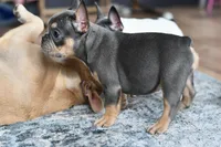 Luna, a female French Bulldog for sale in Grove, OK – Photo 6 of 8