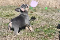 Luna, a female French Bulldog for sale in Grove, OK – Photo 6 of 6