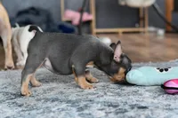 Luna, a female French Bulldog for sale in Grove, OK – Photo 8 of 8