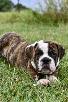 Toby, a male English Bulldog and Olde English Bulldogge for sale in Grove, OK – 3 of 10