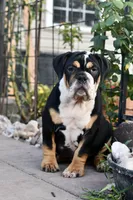 Jack, a male English Bulldog and Olde English Bulldogge for sale in Grove, OK – 6 of 10