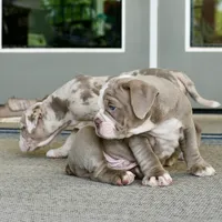 Clyde, a male English Bulldog and Olde English Bulldogge for sale in Grove, OK – 4 of 10