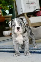 Hoss, a male English Bulldog and Olde English Bulldogge for sale in Grove, OK – 6 of 10