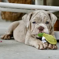 Pippa, a female English Bulldog and Olde English Bulldogge for sale in Grove, OK – 5 of 10