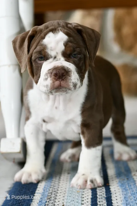 Darla, a female English Bulldog and Olde English Bulldogge for sale in Grove, OK – 1 of 9