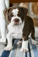 Darla, a female English Bulldog and Olde English Bulldogge for sale in Grove, OK – 1 of 9