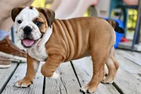 Kenya, a female English Bulldog and Olde English Bulldogge for sale in Grove, OK – 7 of 10