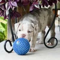 Louie, a male English Bulldog and Olde English Bulldogge for sale in Grove, OK – 8 of 10