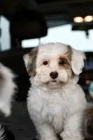 Pearl, a female Miniature Bernedoodle for sale in Grove, OK – 6 of 10
