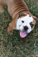Kenya, a female English Bulldog and Olde English Bulldogge for sale in Grove, OK – 8 of 10
