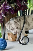 Louie, a male English Bulldog and Olde English Bulldogge for sale in Grove, OK – 6 of 10