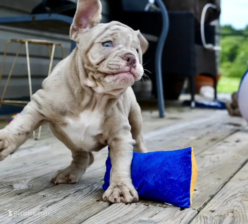 Pippa – English Bulldog, Olde English Bulldogge puppy for sale in Grove, OK