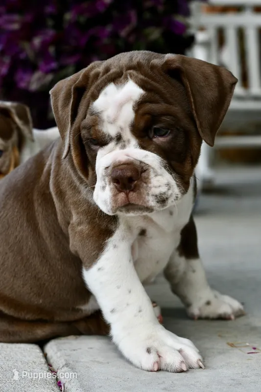 Darla – English Bulldog, Olde English Bulldogge puppy for sale in Grove, OK