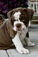 Darla, a female English Bulldog and Olde English Bulldogge for sale in Grove, OK – 2 of 9