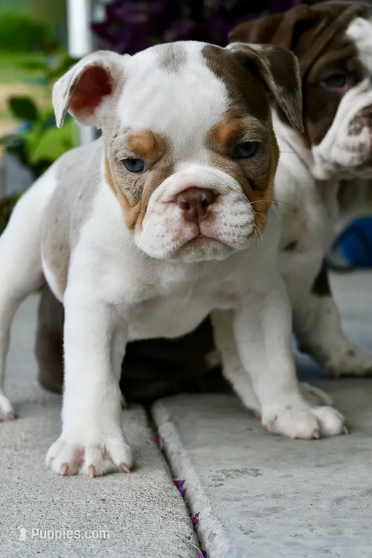 Tink – English Bulldog, Olde English Bulldogge puppy for sale in Grove, OK