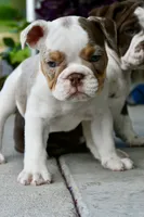 Tink, a female English Bulldog and Olde English Bulldogge for sale in Grove, OK – 4 of 10