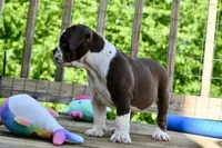 Darla, a female English Bulldog and Olde English Bulldogge for sale in Grove, OK – 4 of 10