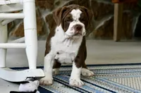 Darla, a female English Bulldog and Olde English Bulldogge for sale in Grove, OK – 3 of 9