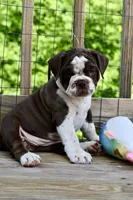 Darla, a female English Bulldog and Olde English Bulldogge for sale in Grove, OK – 2 of 10