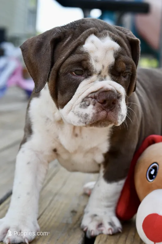 Darla – English Bulldog, Olde English Bulldogge puppy for sale in Grove, OK