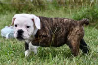 Lola, a female English Bulldog and Olde English Bulldogge for sale in Grove, OK – 4 of 10