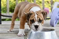 Petunia , a female English Bulldog and Olde English Bulldogge for sale in Grove, OK – 2 of 10