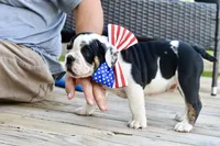 Bruce, a male English Bulldog and Olde English Bulldogge for sale in Grove, OK – 7 of 10