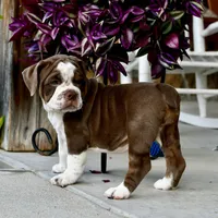 Darla, a female English Bulldog and Olde English Bulldogge for sale in Grove, OK – 9 of 9