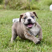 Otis, a male English Bulldog and Olde English Bulldogge for sale in Grove, OK – 8 of 10