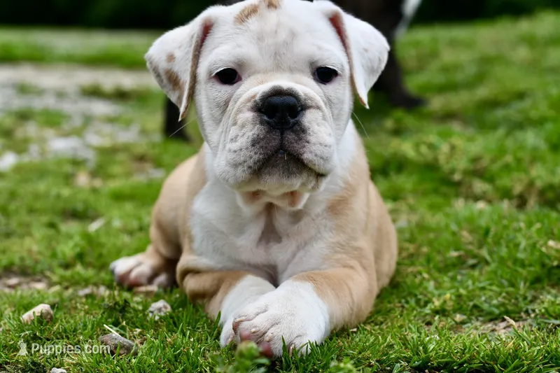 Winston – Olde English Bulldogge puppy for sale in Grove, OK